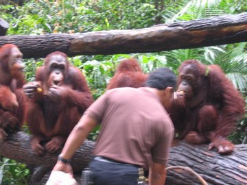 Orang Utans at feeding time at the Zoo