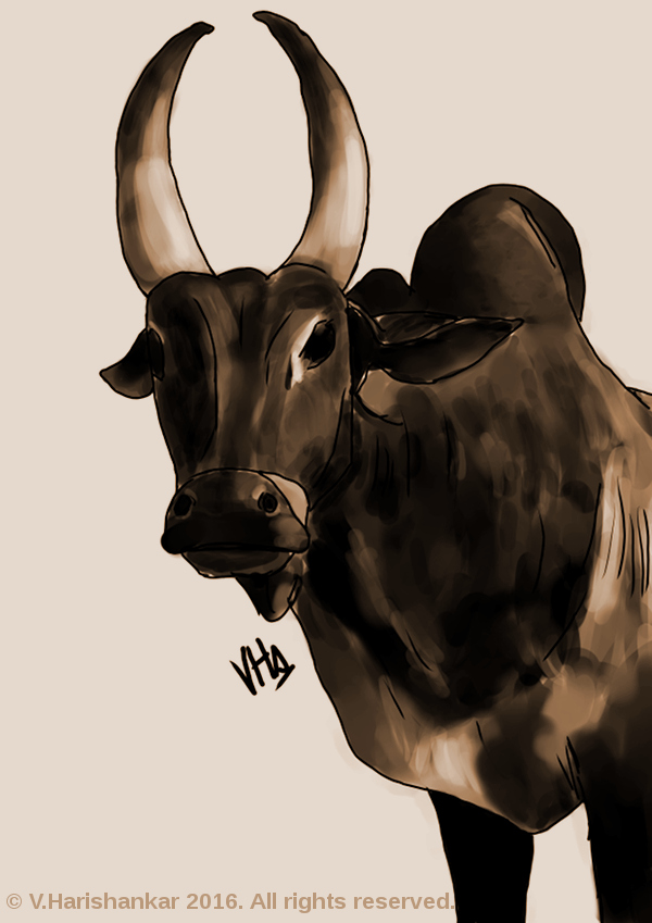 Indigenous bull