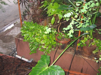 Plants washed in rain